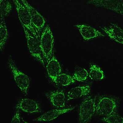 Immunocytochemistry/Immunofluorescence: Cytochrome c Antibody (CYCS/3128R) - Azide and BSA Free [NBP3-08598] - Immunofluorescence Analysis of PFA fixed HeLa cells labeling Cytochrome c Recombinant Rabbit Monoclonal Antibody (CYCS/3128R) followed by goat anti-rabbit IgG-CF488 (Green)