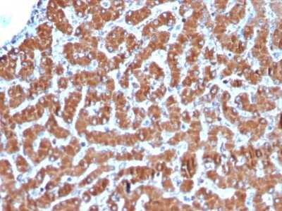 Immunohistochemistry-Paraffin: Cytochrome c Antibody (CYCS/3128R) - Azide and BSA Free [NBP3-08598] - Formalin-fixed, paraffin-embedded human Liver stained with Cytochrome c Recombinant Rabbit Monoclonal Antibody (CYCS/3128R).