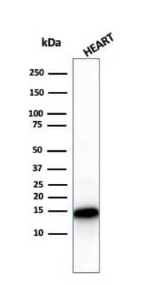 Western Blot: Cytochrome c Antibody (CYCS/3128R) - Azide and BSA Free [NBP3-08598] - Western Blot Analysis of human heart tissue lysate using Cytochrome c Recombinant Rabbit Monoclonal Antibody (CYCS/3128R).