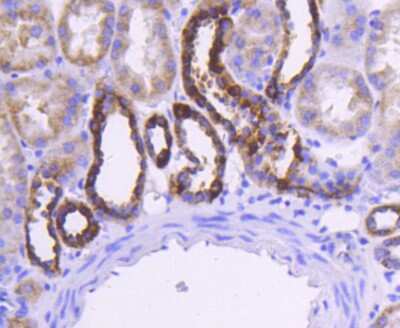 Immunohistochemistry-Paraffin: Cytochrome c Antibody (SC69-08) [NBP2-67604] - Analysis of paraffin-embedded human kidney tissue using anti-Cytochrome C antibody. Counter stained with hematoxylin.