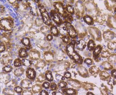 Immunohistochemistry-Paraffin: Cytochrome c Antibody (SC69-08) [NBP2-67604] - Analysis of paraffin-embedded mouse kidney tissue using anti-Cytochrome C antibody. Counter stained with hematoxylin.