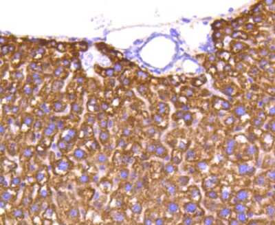 Immunohistochemistry-Paraffin: Cytochrome c Antibody (SC69-08) [NBP2-67604] - Analysis of paraffin-embedded mouse liver tissue using anti-Cytochrome C antibody. Counter stained with hematoxylin.