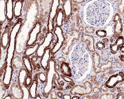 Immunohistochemistry-Paraffin: Cytochrome c Antibody (SC69-08) [NBP2-67604] - Analysis of paraffin-embedded human kidney tissue with Rabbit anti-Cytochrome C antibody. The section was pre-treated using heat mediated antigen retrieval with Tris-EDTA buffer (pH 9.0) for 20 minutes. The tissues were blocked in 1% BSA for 20 minutes at room temperature, washed with ddH2O and PBS, and then probed with the primary antibody for 1 hour at room temperature. The detection was performed using an HRP conjugated compact polymer system. DAB was used as the chromogen. Tissues were counterstained with hematoxylin and mounted with DPX.