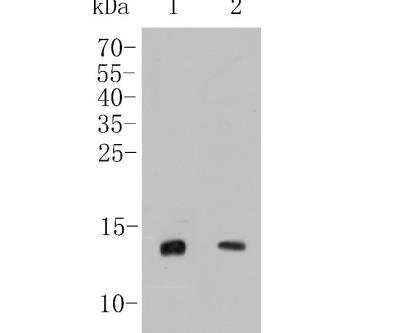 Western Blot: Cytochrome c Antibody (SC69-08) [NBP2-67604] - Analysis of Cytochrome C on different lysates. Proteins were transferred to a PVDF membrane and blocked with 5% BSA in PBS for 1 hour at room temperature. The primary antibody  (1/500) was used in 5% BSA at room temperature for 2 hours. Goat Anti-Rabbit IgG - HRP Secondary Antibody at 1:5,000 dilution was used for 1 hour at room temperature.Positive control: Lane 1: Mouse heart tissue lysateLane 2: Mouse kidney tissue lysate