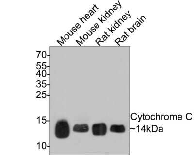 Western Blot: Cytochrome c Antibody (SC69-08) [NBP2-67604] - Analysis of Cytochrome C on different lysates with Rabbit anti-Cytochrome C antibody at 1/1,000 dilution. Lane 1: Mouse heart tissue lysateLane 2: Mouse kidney liver tissue lysateLane 3: Rat kidney tissue lysateLane 4: Rat brain tissue lysate Lysates/proteins at 20 ug/Lane. Predicted band size: 12 kDaObserved band size: 14 kDa Exposure time: 2 minutes; 15% SDS-PAGE gel. Proteins were transferred to a PVDF membrane and blocked with 5% NFDM/TBST for 1 hour at room temperature. The primary antibody at 1/1,000 dilution was used in 5% NFDM/TBST at room temperature for 2 hours. Goat Anti-Rabbit IgG - HRP Secondary Antibody at 1:300,000 dilution was used for 1 hour at room temperature.