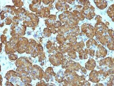 Immunohistochemistry-Paraffin: Cytochrome c Antibody (SPM389) - Azide and BSA Free [NBP2-47692] - Human Pancreas stained with Cytochrome C Monoclonal Antibody (SPM389).