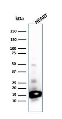 Western Blot: Cytochrome c Antibody (SPM389) - Azide and BSA Free [NBP2-47692] - Western Blot Analysis of Heart tissue lysate using Cytochrome c antibody (SPM389).