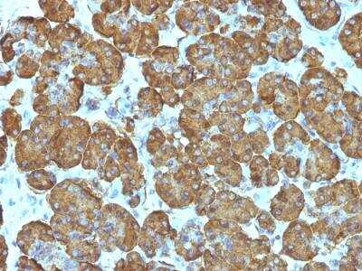 Immunohistochemistry-Paraffin: Cytochrome c Antibody (SPM389) - IHC-Prediluted [NBP2-48147] - Formalin-fixed, paraffin-embedded human Pancreas stained with Cytochrome C Monoclonal Antibody (SPM389).