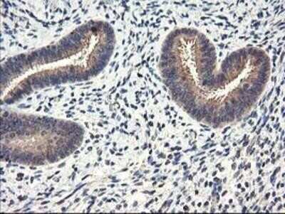 Immunohistochemistry-Paraffin: Cytochrome p450 2J2 Antibody (OTI5C5) [NBP2-01286] - Staining of paraffin-embedded Human endometrium tissue using anti-Cytochrome p450 2J2 mouse monoclonal antibody.