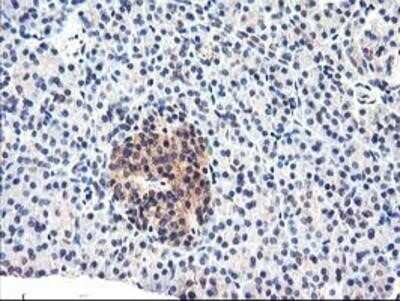 Immunohistochemistry-Paraffin: Cytochrome p450 2J2 Antibody (OTI5C5) [NBP2-01286] - Staining of paraffin-embedded Human pancreas tissue using anti-Cytochrome p450 2J2 mouse monoclonal antibody.