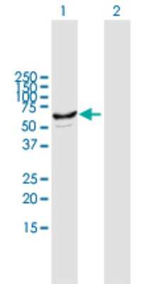 Western Blot: Cytochrome p450 2J2 Antibody [H00001573-B01P] - Analysis of CYP2J2 expression in transfected 293T cell line by CYP2J2 polyclonal antibody.  Lane 1: CYP2J2 transfected lysate(55.22 KDa). Lane 2: Non-transfected lysate.