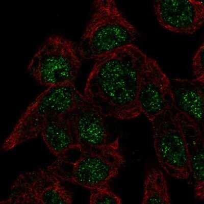 Immunocytochemistry/Immunofluorescence: Cytoglobin Antibody [NBP1-89701] - Staining of human cell line Hep G2 shows localization to nuclear speckles.