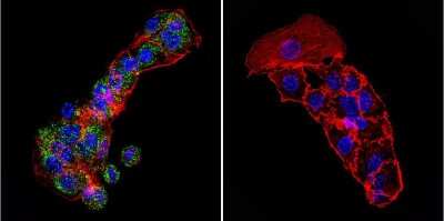 Immunocytochemistry/Immunofluorescence: Cytohesin-1 Antibody (2E+11) [NBP2-22512] - Analysis of Cytohesin 1 in HepG2 Cells. Cells were grown on chamber slides and fixed with formaldehyde prior to staining. Cells were probed without (control) or with a Cytohesin 1 monoclonal antibody at a dilution of 1:20 overnight at 4C, washed with PBS and incubated with a DyLight-488 conjugated secondary antibody. Cytohesin 1 staining (green), F-Actin staining with Phalloidin (red) and nuclei with DAPI (blue) is shown.