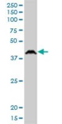 Western Blot: Cytohesin-1 Antibody [H00009267-B01P] - Analysis of PSCD1 expression in Jurkat.