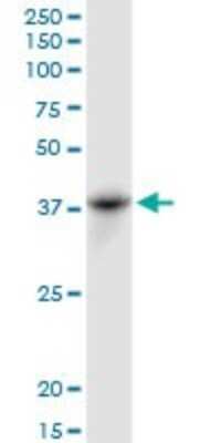 Western Blot: Cytohesin-1 Antibody [H00009267-B01P] - Analysis of CYTH1 expression in NIH/3T3.