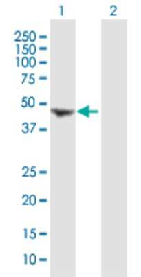 Western Blot: Cytohesin-1 Antibody [H00009267-B01P] - Analysis of CYTH1 expression in transfected 293T cell line by CYTH1 polyclonal antibody.  Lane 1: PSCD1 transfected lysate(43.78 KDa). Lane 2: Non-transfected lysate.