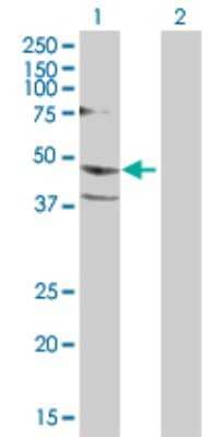 Western Blot: Cytohesin-1 Antibody [H00009267-D01P] - Analysis of CYTH1 expression in transfected 293T cell line by CYTH1 polyclonal antibody.Lane 1: PSCD1 transfected lysate(46.40 KDa).Lane 2: Non-transfected lysate.