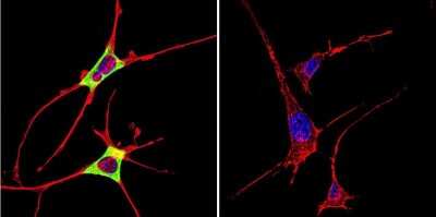 Immunocytochemistry/Immunofluorescence: Cytohesin 2 Antibody (10A12) [NBP2-22514] - Analysis of Cytohesin 2 in NIH-3T3 Cells. Cells were grown on chamber slides and fixed with formaldehyde prior to staining. Cells were probed without (control) or with a Cytohesin 2 monoclonal antibody at a dilution of 1:100 overnight at 4C, washed with PBS and incubated with a DyLight-488 conjugated secondary antibody. Cytohesin 2 staining (green), F-Actin staining with Phalloidin (red) and nuclei with DAPI (blue) is shown.
