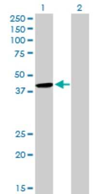 Western Blot: Cytohesin 2 Antibody [H00009266-D01P] - Analysis of CYTH2 expression in transfected 293T cell line by CYTH2 polyclonal antibody.Lane 1: CYTH2 transfected lysate(46.50 KDa).Lane 2: Non-transfected lysate.