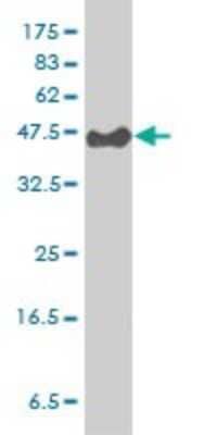 Western Blot: Cytohesin 3 Antibody (6D3-1A9) [H00009265-M01] - PSCD3 monoclonal antibody (M01), clone 6D3-1A9 Analysis of PSCD3 expression in Hela S3 NE.