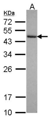 Western Blot: Cytohesin 3 Antibody [NBP2-16085] - Sample (30 ug of whole cell lysate) A: NT2D1 12% SDS PAGE gel, diluted at 1:1000.