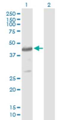 Western Blot: Cytohesin 4 Antibody [H00027128-B01P] - Analysis of CYTH4 expression in transfected 293T cell line by CYTH4 polyclonal antibody.  Lane 1: PSCD4 transfected lysate(43.34 KDa). Lane 2: Non-transfected lysate.