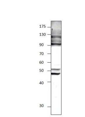 Western Blot: Cytohesin 4 Antibody [NBP3-12462] -  1:500 antibody dilution in DiluObuffer, apparent MW is 43 KDa.