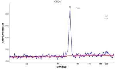 Simple Western: Cytokeratin 14 Antibody (LL002) - Azide and BSA Free [NBP2-34675] - Electropherogram image of the corresponding Simple Western lane. Cytokeratin 14 antibody was used at 10 ug/ml dilution of A431 lysates(s) respectively.
