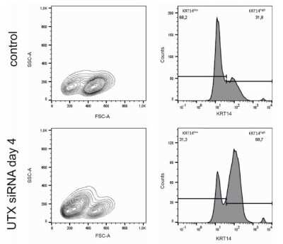 Cytokeratin-14-Antibody-SPM263-Allophycocyanin-Flow-Cytometry-NBP2-34403APC-img0005.jpg