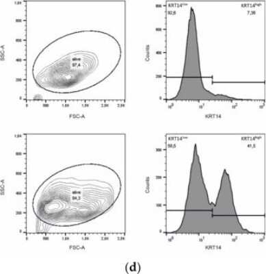 Cytokeratin-14-Antibody-SPM263-Allophycocyanin-Flow-Cytometry-NBP2-34403APC-img0006.jpg