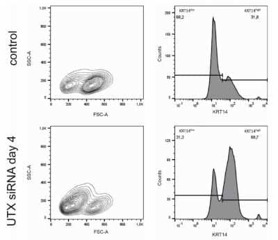 Flow Cytometry: Cytokeratin 14 Antibody (SPM263) - Azide and BSA Free [NBP2-34403] - Enrichment of Cytokeratin 14 (high cells after UTX knockdown in HBLAK cells. Cytokeratin 14 expression as detected by flow cytometry on day 4 after transfection of control siRNA or UTX-siRNA (n = 4). Statistics were performed with a two-way ANOVA with a post-hoc Tukey HSD test (## p < 0.01; ### p < 0.001). Image collected and cropped by CiteAb from the following publication (//www.mdpi.com/2072-6694/12/4/1023/htm), licensed under a CC-BY license.