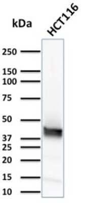 Western Blot: Cytokeratin 15 Antibody (KRT15/2957) - Azide and BSA Free [NBP3-08478] - Western Blot Analysis of HCT116 cell lysate using Cytokeratin 15 Mouse Monoclonal Antibody (KRT15/2957)