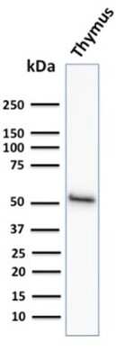 Western Blot: Cytokeratin 15 Antibody (KRT15/2958) [NBP3-08569] - Western Blot Analysis of human Thymus tissue lysate using Cytokeratin 15 Mouse Monoclonal Antibody (KRT15/2958)