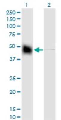 Western Blot: Cytokeratin 18 Antibody (2F8) [H00003875-M01] - Analysis of KRT18 expression in transfected 293T cell line by KRT18 monoclonal antibody (M01), clone 2F8.Lane 1: KRT18 transfected lysate(48.1 KDa).Lane 2: Non-transfected lysate.