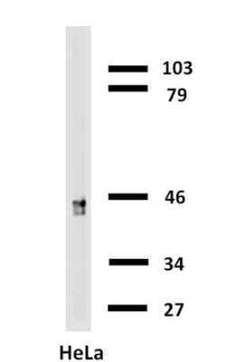 Western Blot: Cytokeratin 18 Antibody (C-04) [Biotin] [NB500-640] - Analysis of cytokeratin 18 in HeLa cells with anti-cytokeratin 18 (C-04) biotin.