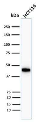 Western Blot: Cytokeratin 18 Antibody (Cocktail) - Azide and BSA Free [NBP2-47978] - HCT116 cell lysate using Cytokeratin 18 Mouse Monoclonal Antibody (Cocktail).