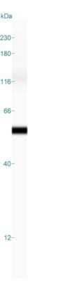 Simple Western: Cytokeratin 18 Antibody (DA7) - Azide and BSA Free [NBP2-33176] - Simple Western lane view shows a specific band for Cytokeratin 18 in 0.2 mg/ml of HeLa lysate(s). This experiment was performed under reducing conditions using the 12-230 kDa separation system.