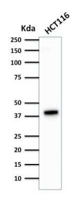 Western Blot: Cytokeratin 18 Antibody (DA7) - Azide and BSA Free [NBP2-33176] - Western Blot Analysis of HCT116 cell lysate using Cytokeratin 18 Antibody (DA7).