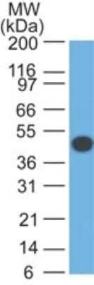 Western Blot: Cytokeratin 18 Antibody (DA7) - Azide and BSA Free [NBP2-33176] - Analysis of Cytokeratin 18 in HeLa lysate using Cytokeratin 18 (CK18) antibody at 1 ug/ml. goat anti-mouse Ig HRP secondary antibody and PicoTect ECL substrate solution were used for this test.