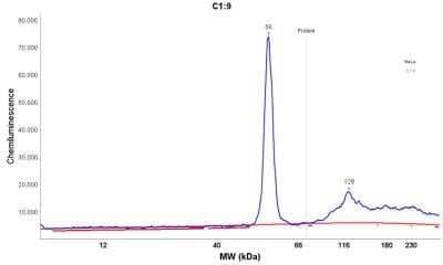 Simple Western: Cytokeratin 18 Antibody (DC10) - Azide and BSA Free [NBP2-33082] - Electropherogram image of the corresponding Simple Western lane. Cytokeratin 18 antibody was used at 10 ug/ml dilution of HeLa lysates(s) respectively.