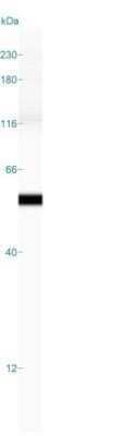 Simple Western: Cytokeratin 18 Antibody (DC10) - Azide and BSA Free [NBP2-33082] - Simple Western lane view shows a specific band for Cytokeratin 18 in 0.2 mg/ml of HeLa lysate(s). This experiment was performed under reducing conditions using the 12-230 kDa separation system.