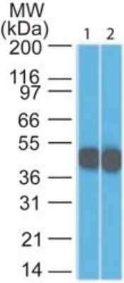 Western Blot: Cytokeratin 18 Antibody (DC10) - Azide and BSA Free [NBP2-33082] - Analysis of Keratin 18 in 1) HeLa and 2) A431 lysate using Keratin 18 antibody at 1 ug/ml. goat anti-mouse Ig HRP secondary antibody and PicoTect ECL substrate solution were used for this test.