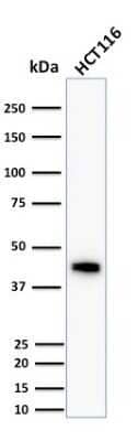 Western Blot: Cytokeratin 18 Antibody (DC10) - Azide and BSA Free [NBP2-33082] - Western Blot Analysis of human HCT116 cell lysate using Cytokeratin 18 Antibody (DC10).