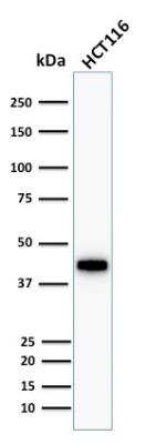 Western Blot: Cytokeratin 18 Antibody (KRT18/1190) - Azide and BSA Free [NBP2-47984] - HCT116 cell lysate using Cytokeratin 18 Mouse Monoclonal Antibody (KRT18/1190).