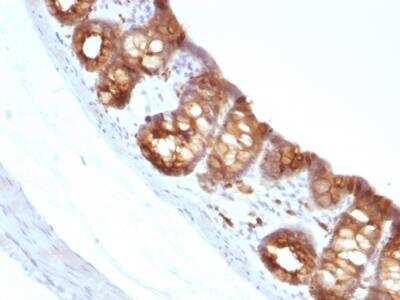 Immunohistochemistry-Paraffin: Cytokeratin 18 Antibody (KRT18/1190) - IHC-Prediluted [NBP2-48048] - Formalin-fixed, paraffin-embedded Rat Colon stained with Cytokeratin 18 Mouse Monoclonal Antibody (KRT18/1190).