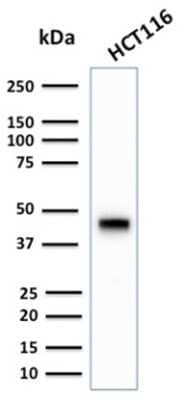 Western Blot: Cytokeratin 18 Antibody (KRT18/2808R) - Azide and BSA Free [NBP3-08634] - Western Blot Analysis of human HCT116 cell lysate using Cytokeratin 18 Rabbit Recombinant Monoclonal Antibody (KRT18/2808R).