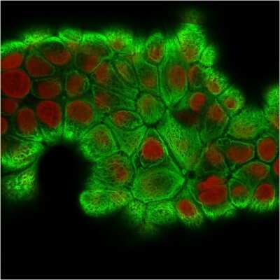 Immunocytochemistry/Immunofluorescence: Cytokeratin 18 Antibody (KRT18/2808R) [NBP3-07692] - Immunofluorescence Analysis of MCF-7 cells labeling Cytokeratin 18 with Cytokeratin 18 Rabbit Recombinant Monoclonal Antibody (KRT18/2808R) followed by goat anti- Mouse IgG-CF488 (Green). The nuclear counterstain is RedDot (Red).