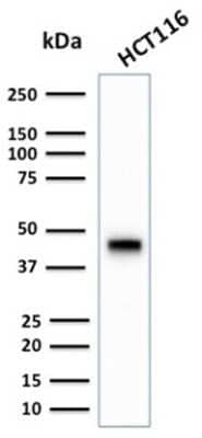 Western Blot: Cytokeratin 18 Antibody (KRT18/2808R) [NBP3-07692] - Western Blot Analysis of human HCT116 cell lysate using Cytokeratin 18 Rabbit Recombinant Monoclonal Antibody (KRT18/2808R).