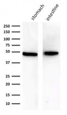Western Blot: Cytokeratin 18 Antibody (KRT18/834) - Azide and BSA Free [NBP2-47985] - Analysis of A) human stomach B) human intestine using Cytokeratin 18 Mouse Monoclonal Antibody (KRT18/834).
