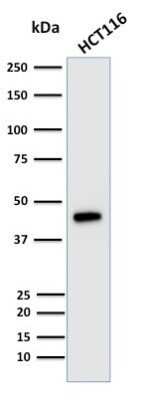 Western Blot: Cytokeratin 18 Antibody (KRT18/835) - Azide and BSA Free [NBP2-47986] - Western Blot Analysis of human HCT116 cell lysate using Cytokeratin 18 Antibody (KRT18/835).